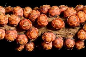 Image result for Apodanthaceae