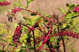 Pokeweed is an herbaceous perennial with multiple red stems. How To Get Rid Of Pokeweed Top Tips And Step By Step Guide
