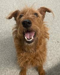 Life is always better with a puppy pal by your side. 🐾