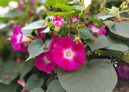 Morning Glories How To Plant Grow And Care For Morning Glory Flowers The Old Farmer S Almanac