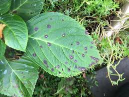 Image result for Cercospora hydrangea