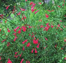 Image result for Chlorophytum stenopetalum