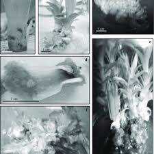 Jtp trading sdn bhd is located in malaysia, we are the fresh pineapple, fresh banana, fresh papaya, fresh watermelon, fresh rock melon supplier. Pdf Direct And Indirect Plant Regenerations Of Pineapple Var Md2 Ananas Comosus L