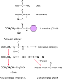Image result for Alkylating Agent
