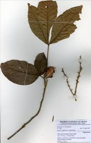 Image result for Eriocoelum