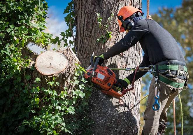 Signs Your Yard Needs Tree Service in Pass Christian, MS