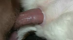 Guy creampies dog