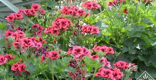 Image result for Pelargonium