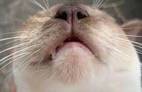 We did not find results for: Swollen Chin In Cats Cat World