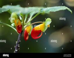 Image result for Impatiens niamniamensis
