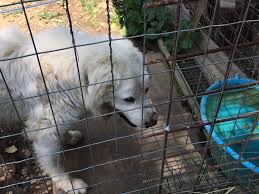 L'intervento è stato disposto dal comune di sesto fiorentino. Canile Del Termine Ultimo Atto Il 31 Dicembre La Struttura Chiude Piana Notizie