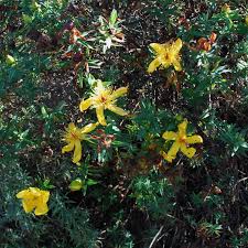 Image result for Hypericum revolutum