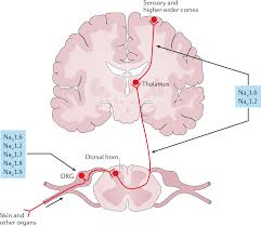 Image result for Sodium Channel Blocker