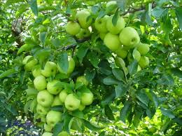 We did not find results for: Jual Buah Apel Manalagi Atau Apel Hijau Desa Punten Kecamatan Bumiaji Kota Batu Harga Per 1 Kg Di Lapak Desa Bunga Sidomulyo Bukalapak