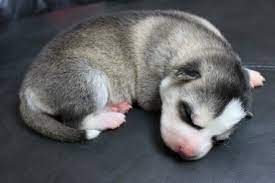Newborn Husky Husky Puppy Puppies Husky