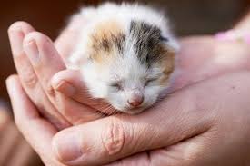 Hamile Bir Kediyi Nasil Fark Edersiniz My Animals