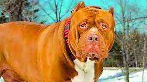 But even these risks don't stop hulk from fathering his first litter of. Vip Dog Dies Vets Blamed Husky Lived At Pragathi Bhavan But Died At Clinic