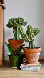 Image result for Euphorbia cooperi