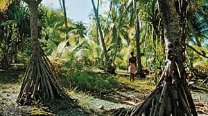 Image result for Pandanus candelabrum