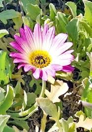 Image result for Arctotis