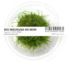 Image result for Eleocharis naumanniana
