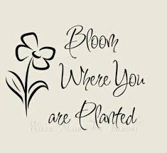 Bloom where you're planted. with this instant download printable you will receive two files: The Seed Must Grow Bloom Where Youre Planted Bloom Where You Are Planted Stress Quotes