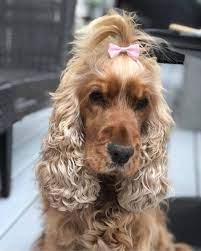 Cocker Spaniel Dream On Instagram Use Hashtag Cockerdream Pollythecocker Cocker Spaniel Spaniel Story Downloader