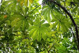 Image result for Cecropia pachystachya