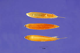 Image result for Andropogon gayanus