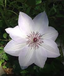 Raised by clematis nursery j. Clematis Stars Of Summer French Gardener Dishes