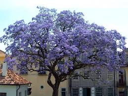 Quel misto tra albero intramontabile e fiori costretti significato tulipani viola. Paulonia Paulownia Tomentosa Paulownia Tomentosa Alberi Paulonia Paulownia Tomentosa Alberi