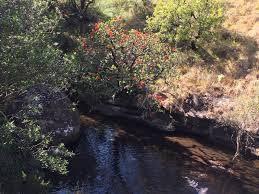 Image result for Greyia