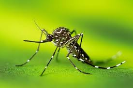 Image result for Dengue