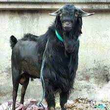 bakrid