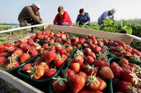 Agenţia judeţeană pentru ocuparea forţei de muncă gorj, prin serviciul de ocupare eures românia, oferă 800 de slujbe vacante în spania pentru munca sezonieră în agricultură, campania 2017, pentru femei sau cupluri. 800 De Locuri De MuncÄ La CÄpÈuni In Spania Important Nu Se SolicitÄ ExperienÈÄ Ziarul Argesenilor