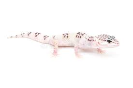 We did not find results for: Tug Hypo Leopard Gecko Stock Image Image Of Morph Reptile 11944563