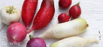 Anyone in zones 2 through 10 should be able to plant them quite easily. Adventures In Growing Radishes