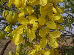 Image result for Cassia sieberiana