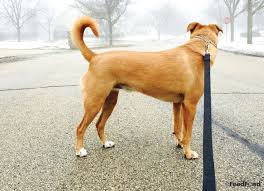 German Shepherd Pitbull Mix Black And Brown German Shepherd Pitbull Mix Dog Breed Guide For 2020 Pitbull Mix Dog Breeds Pitbulls