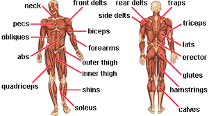The end of the muscle that creates movement is called the insertion of the muscle. Name Of Muscles What Are The Muscles Of The Back Quora Interesting Facts About Voluntary Muscles The Human Body Has Over 600 Voluntary Skeletal Muscles Colette Debellis