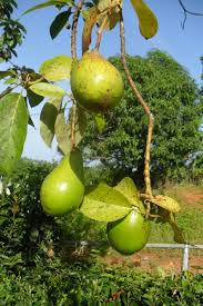 Most literature on avocados states that it will take five yours or more for an avocado tree to bear fruit; What To Know About Growing An Avocado Tree Catsup And Mustard