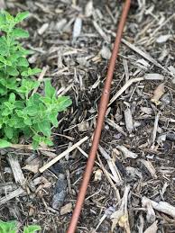 How often to drip irrigate garden. Garden Watering When And How Often To Water Nourishing Pursuits