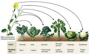 Image result for Brassica