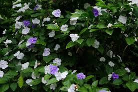 Image result for Brunfelsia australis