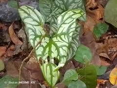 Image result for Cercestis congensis