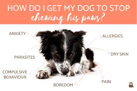 How Do I Get My Dog To Stop Chewing His Paws Possible Reasons And Solutions