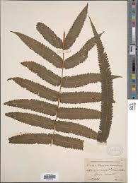 Image result for Pneumatopteris unita