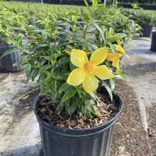 Image result for Allamanda schottii