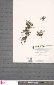 Image result for Trichomanes crispiforme