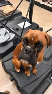 🎄🐾 Denver’s Training...